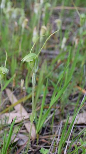 Pterostylis - Orchid-WFH-Sep-2018p0002.JPG